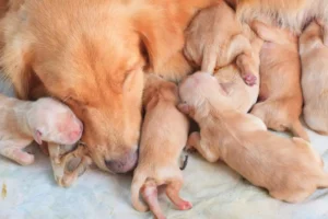 Скільки цуценят народжує собака: секрети посліду
