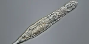 Мікроскопічна коловертка Bdelloidea витримує радіацію у 1000 разів сильнішу за людську.