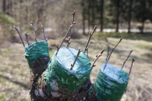 Коли щепити яблуню: оптимальні терміни та секрети для садівників