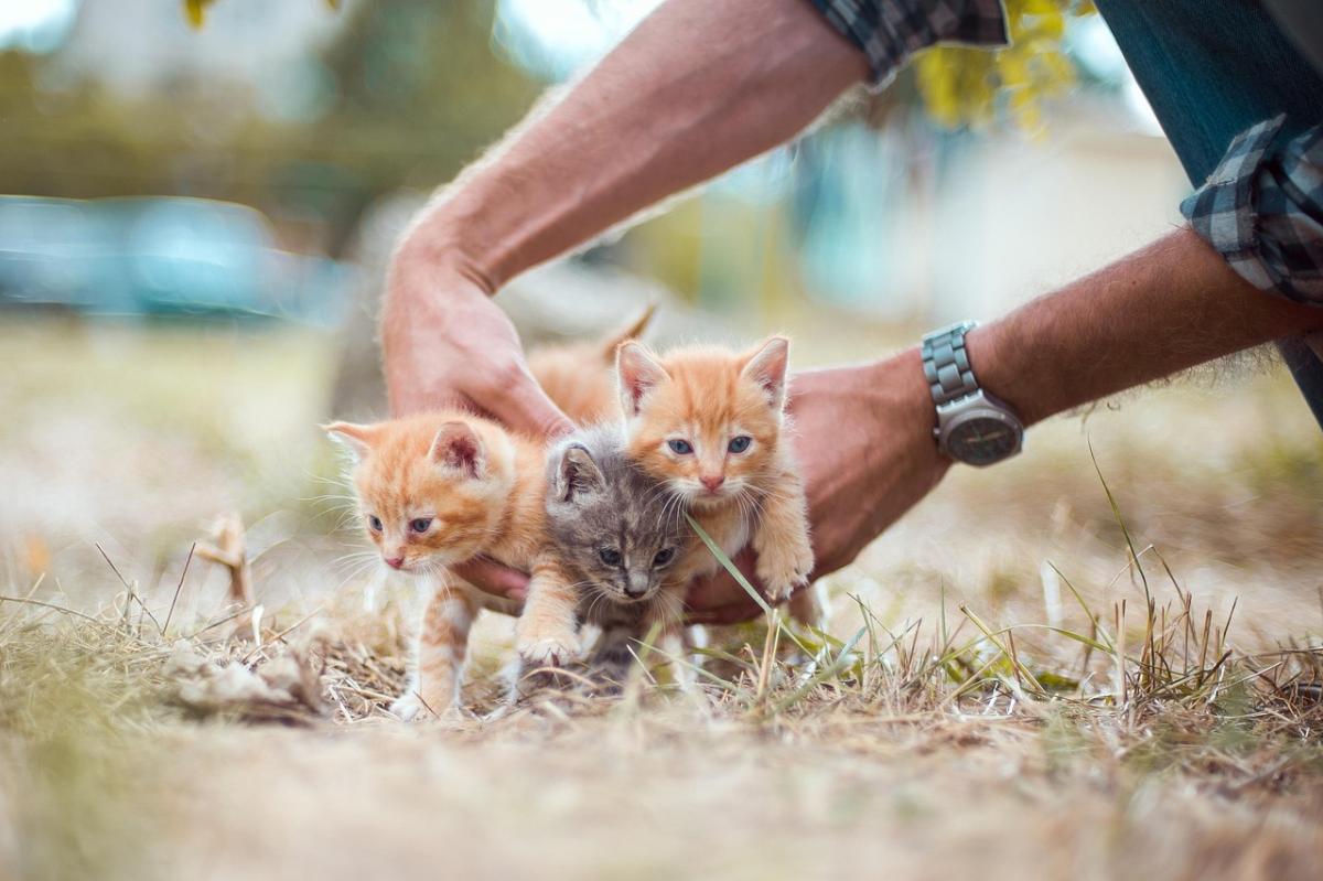 имя для кота на удачу alt