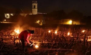 Фермер ночами рятує виноградник Європи вогнями від заморозків