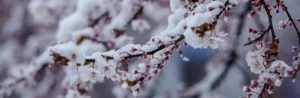 Квітуча черешня вкрита снігом від весняних заморозків в Україні