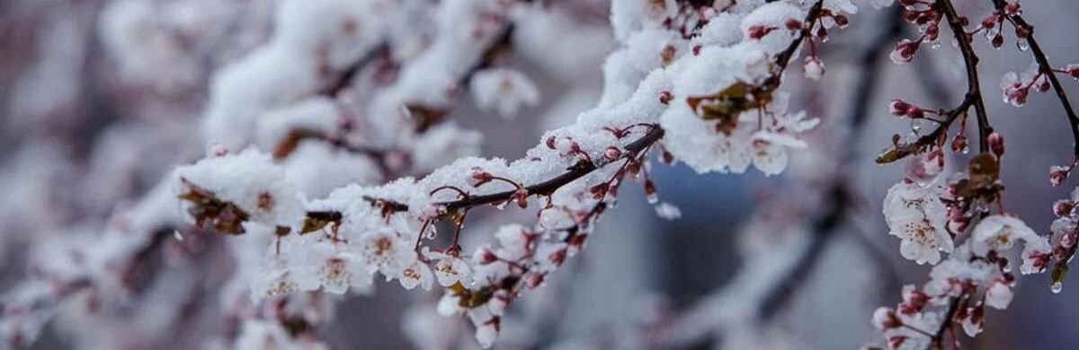 Квітуча черешня вкрита снігом від весняних заморозків в Україні