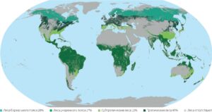 Найбільші лісові ресурси в світі має Росія