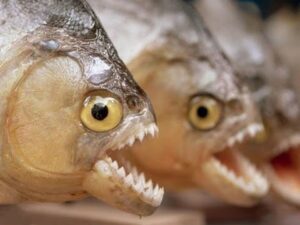 Риба з зубами: моторошні посмішки вівчарки та паки