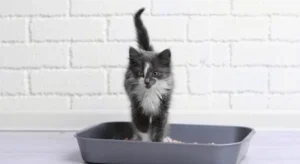 Який наповнювач кращий для котів