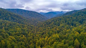ДП Ліси України: гігант, що береже зелене серце країни