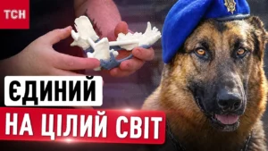 Титанова щелепа для Ральфа: унікальна операція псу Нацгвардії у Дніпрі