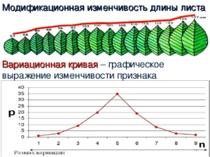Норма реакції це діапазон мінливості одного генотипу