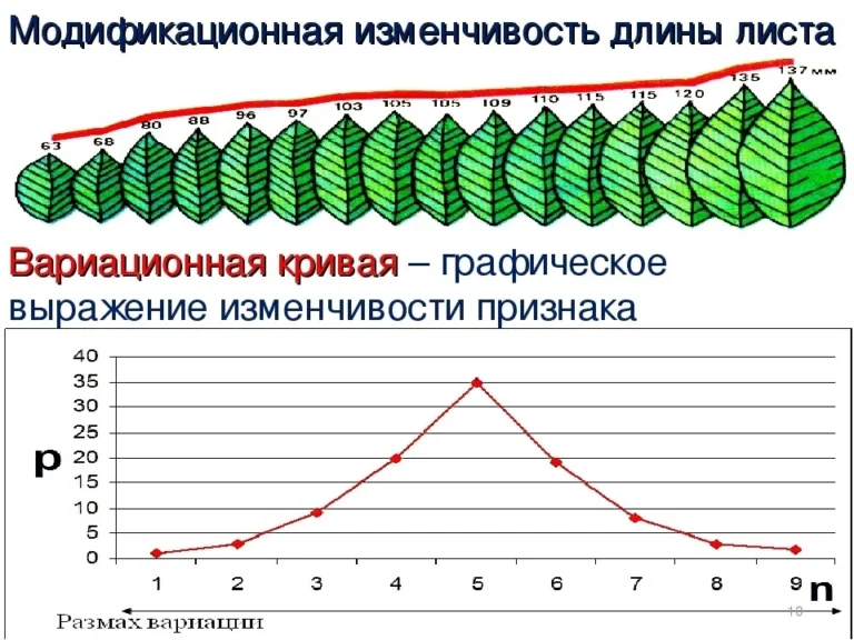 Норма реакції це діапазон мінливості одного генотипу