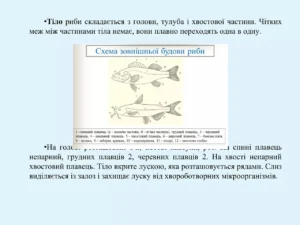 Риба це м’ясо: між біологією і тарілкою