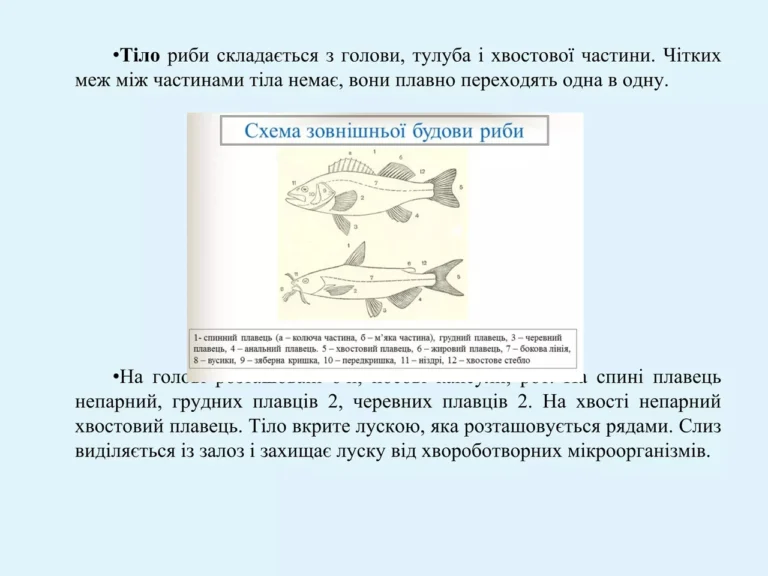 Риба це м’ясо: між біологією і тарілкою